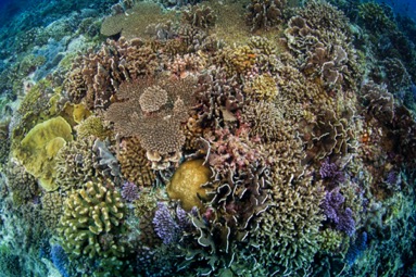 coral reef